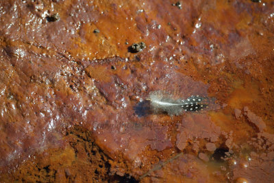 Guinea fowl feather