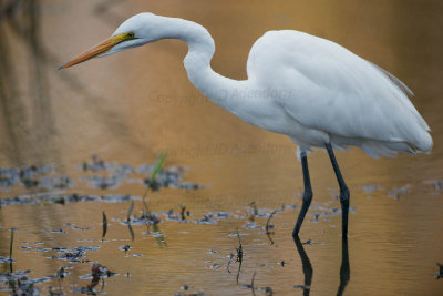 Great white egret