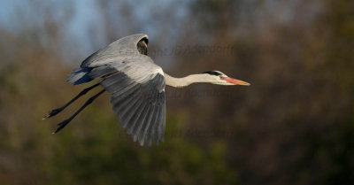 Blue heron