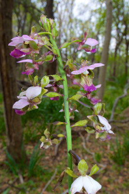 Eulophia horsfalli, Orchidaceae