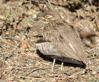 Water thick-knee