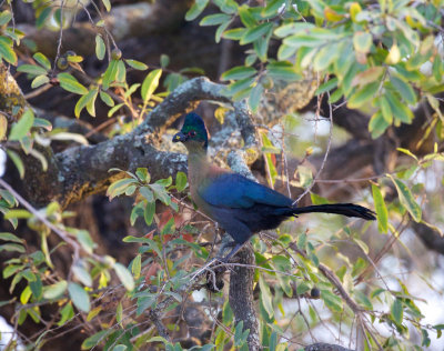 Purple-crested tauraco