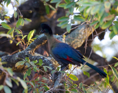 Purple-crested tauraco