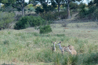 Kudu ewes in the riverbed