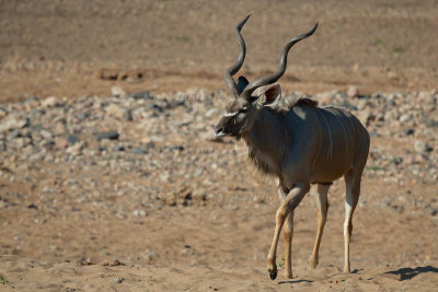 Kudu bull