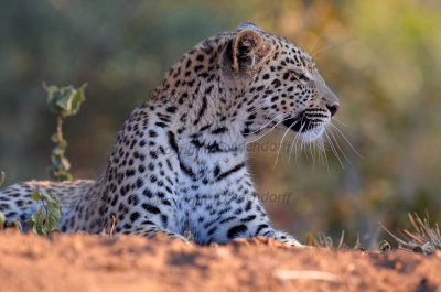 Leopard