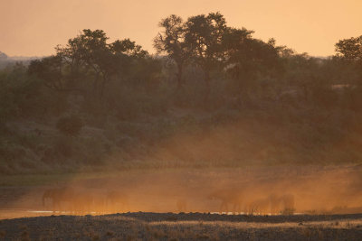 Elephants at sunset