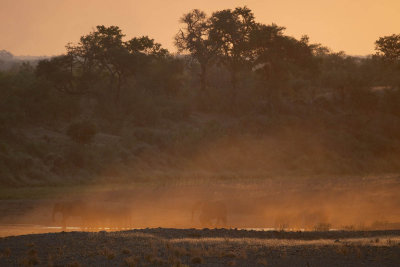 Elephants at sunset