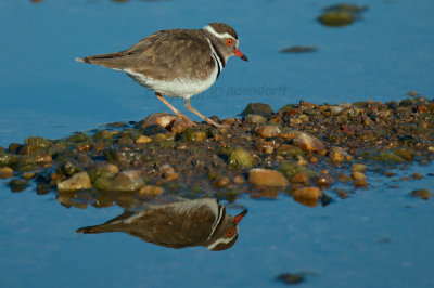 Three-banded plover