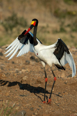 Saddle-billed stork