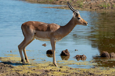 Impala