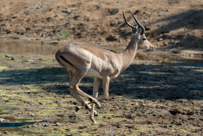 Impala dash