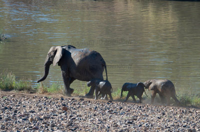 Elephant procession