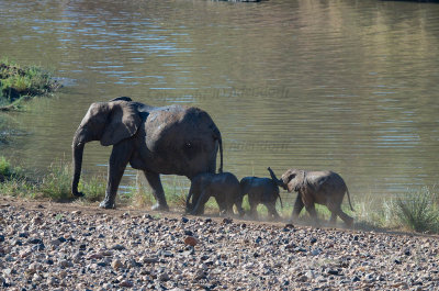 Elephant procession