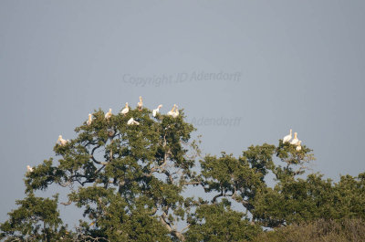 Great white pelicans