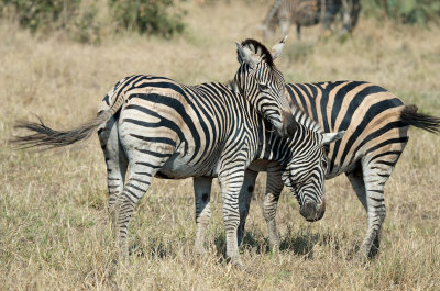 Zebras