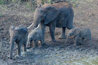 Elephant