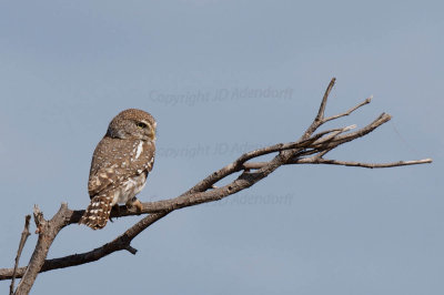 Pearl-spotted owl