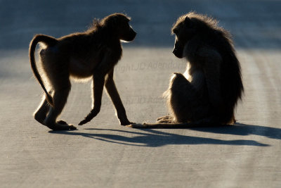 Baboons