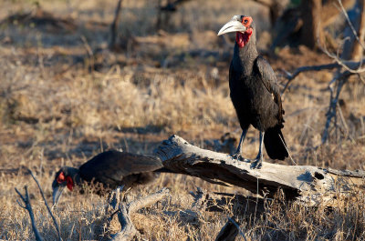 Ground hornbill