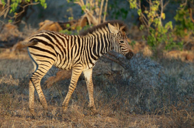 Zebra foal