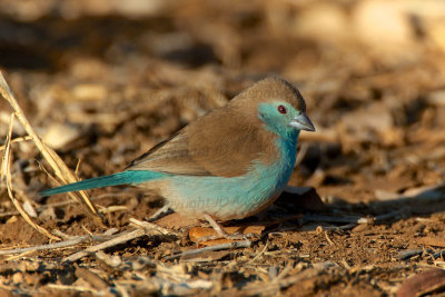 Blue waxbill