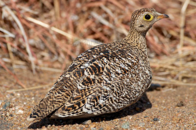 Double-banded sandgrouse