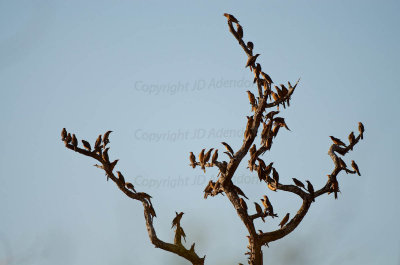 Red-billed oxpeckers roosting for the night