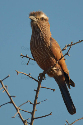 Purple roller