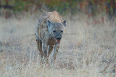 Hyaena