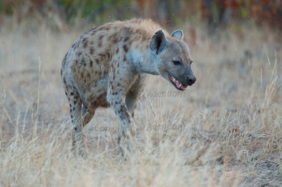 Hyaena