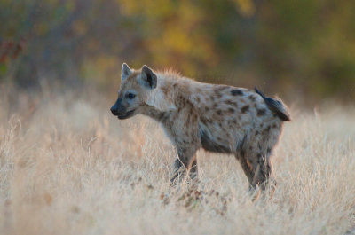 Hyaena