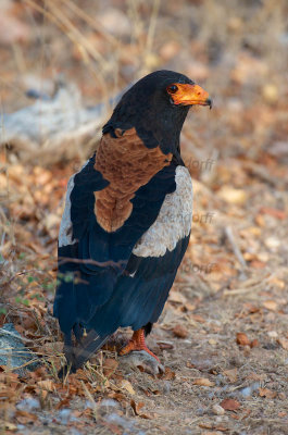 Bateleur eagle