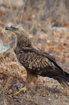 Tawny eagle