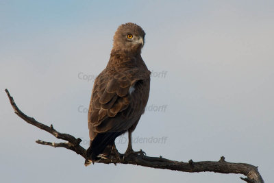 Brown snake-eagle