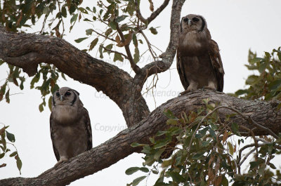 Giant eagle-owls