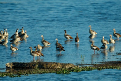 Croc and flock