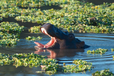 Baby hippo yawning