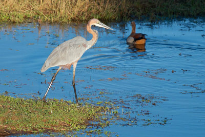 Goliath heron