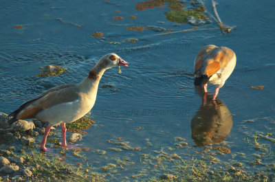 Egyptian geese