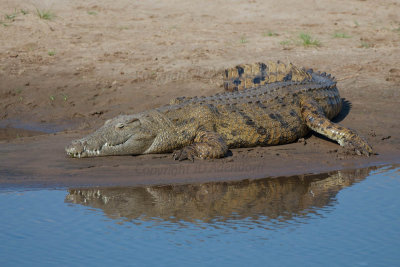 Crocodile