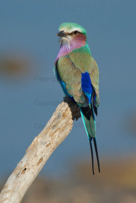 Lilac-breasted roller