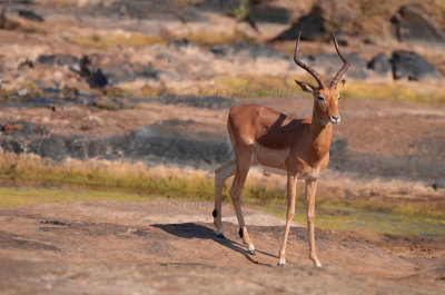 Impala