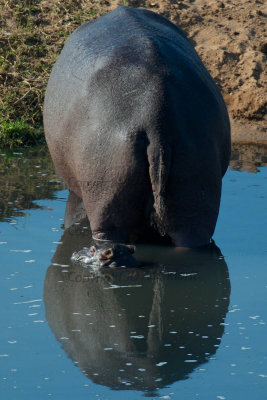 Hippo mother and calf