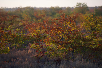Mopane trees