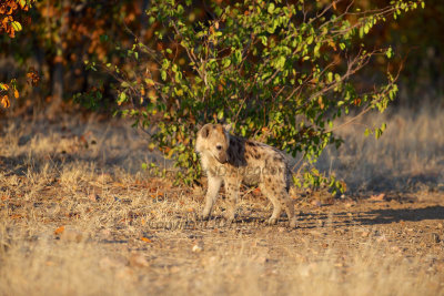 Hyaena pup