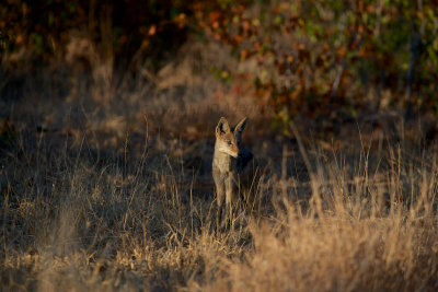 Black-backed jackal