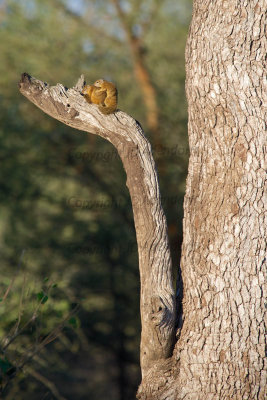 Tree squirrels