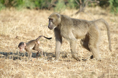 Baboons