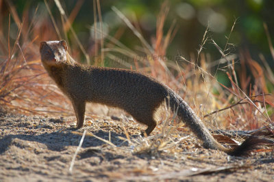 Slender mongoose